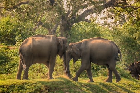 See elephants close-up in Sri Lanka - Credit: ©krivinis - stock.adobe.com