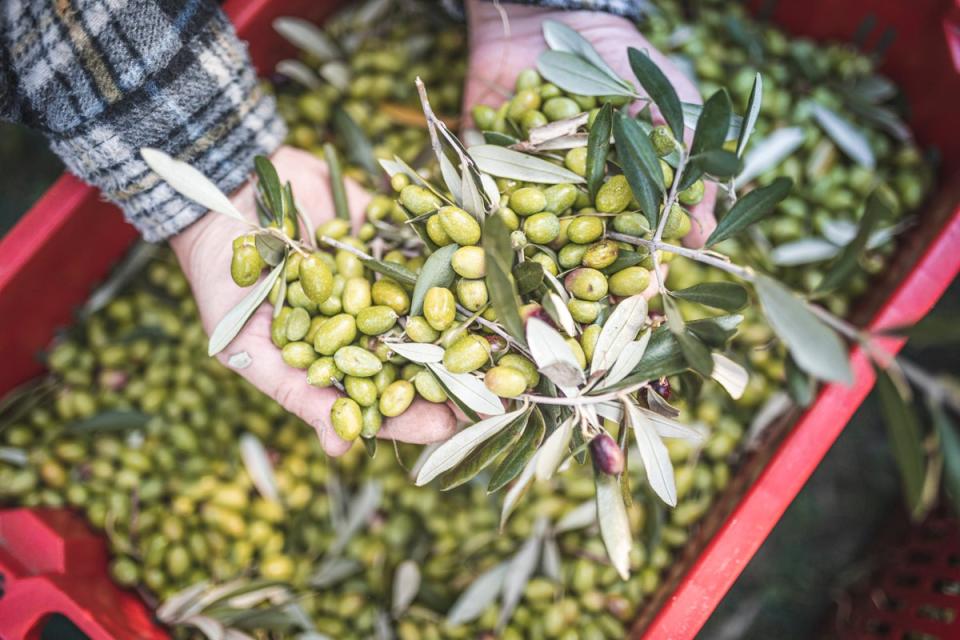Olive harvesting in Garda Dolomiti (Garda Dolomiti AG)