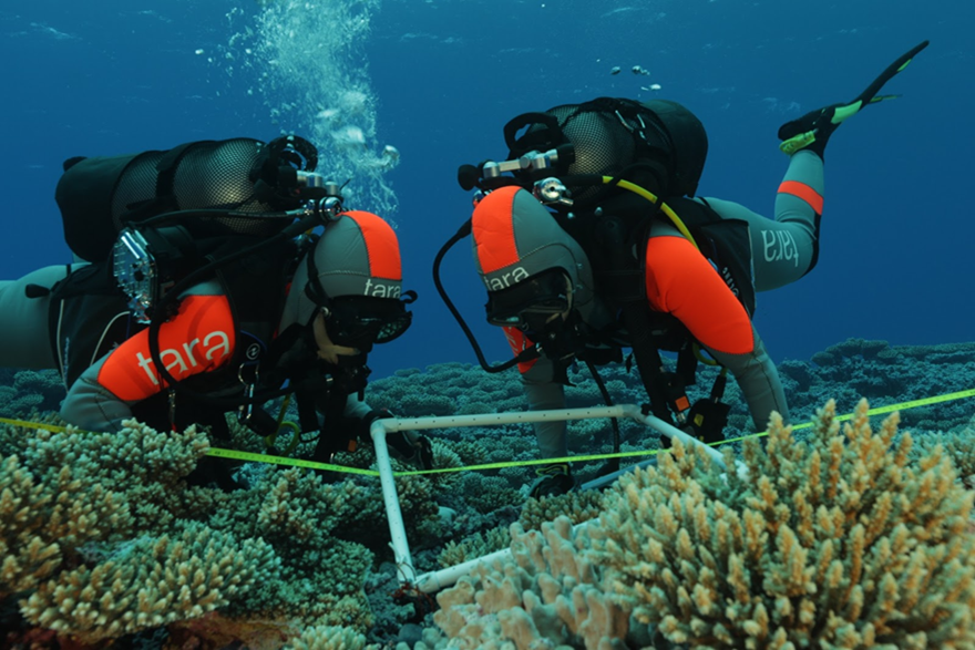 Divers taking samples on coral reefs in the Pacific Ocean.