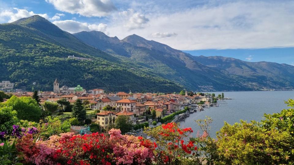 multi colored azaleas flowering in cannobio, famous tourist destination on the shore of lake maggiore, province of verbano cusio ossola, piedmont region in northern italy