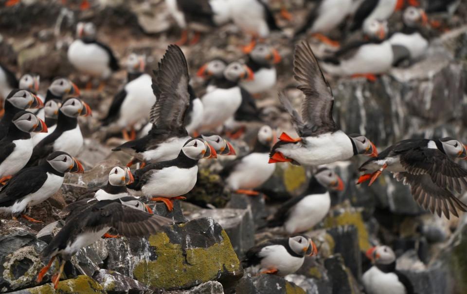 The Farne Islands are home to a large colony of puffins (Owen Humphreys/PA) (PA Wire)