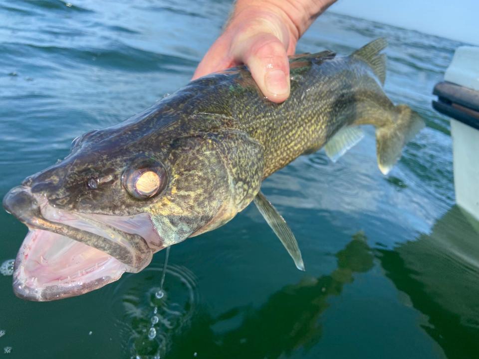 fisherman lifts a walleye out of the water