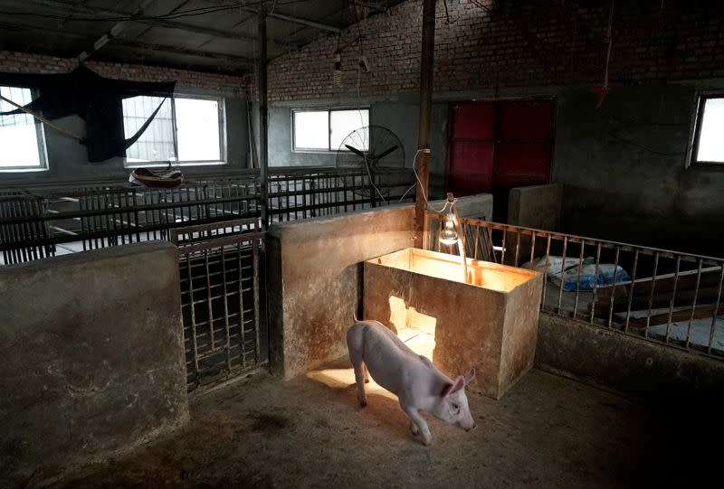 FILE PHOTO: One of the two surviving pigs is pictured in a pigpen at a village in Henan province