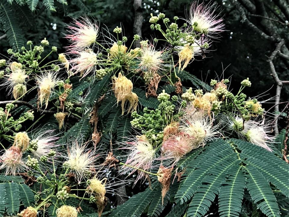 The mimosa has been planted widely in the southern United States and the Pacific Coast as an ornamental, but it has easily spread itself well beyond original plantings