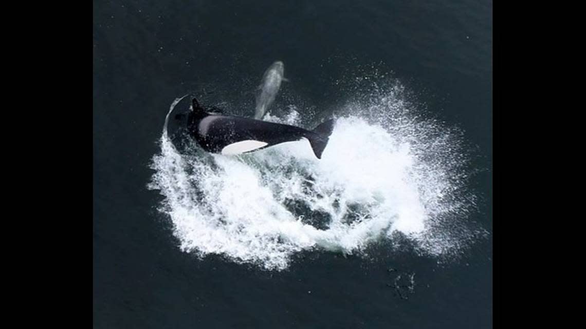 The killer whales have been seen attacking sperm whales, dolphins and even scavenging a sea turtle, the researchers said.