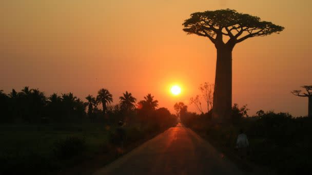 PHOTO: A typical sunrise on the island of Madagascar, which is home to several species of baobab. (Association Vahatra)