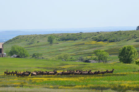 An elk herd is seen at the Rocky Flats National Wildlife Refuge in this photo provided by the U.S. Fish and Wildlife Service, September 25, 2018. Ryan Moehring/USFWS/Handout via REUTERS