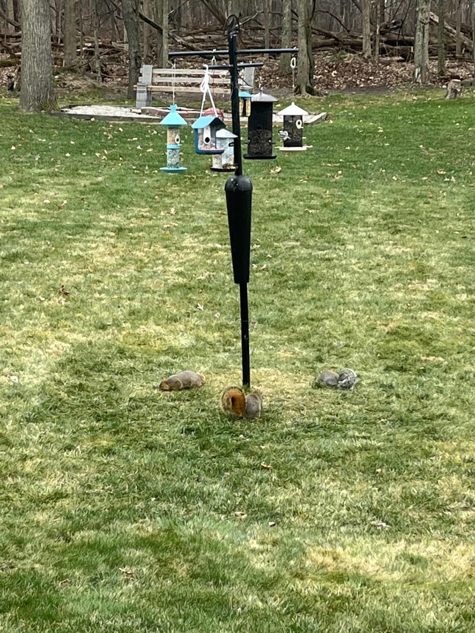 Ye Olde Feeding Pole, with the Bird Buddy second from left, and the insidious seed weasels below. More on those voracious little bastards later.