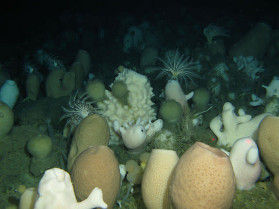 Photo of a typical glass sponge community in Antarctica's eastern Weddell Sea, in an area not covered by ice shelves. Its biodiversity is still much higher in comparison to the study site in the Western Weddell Sea, which is covered by sea ice