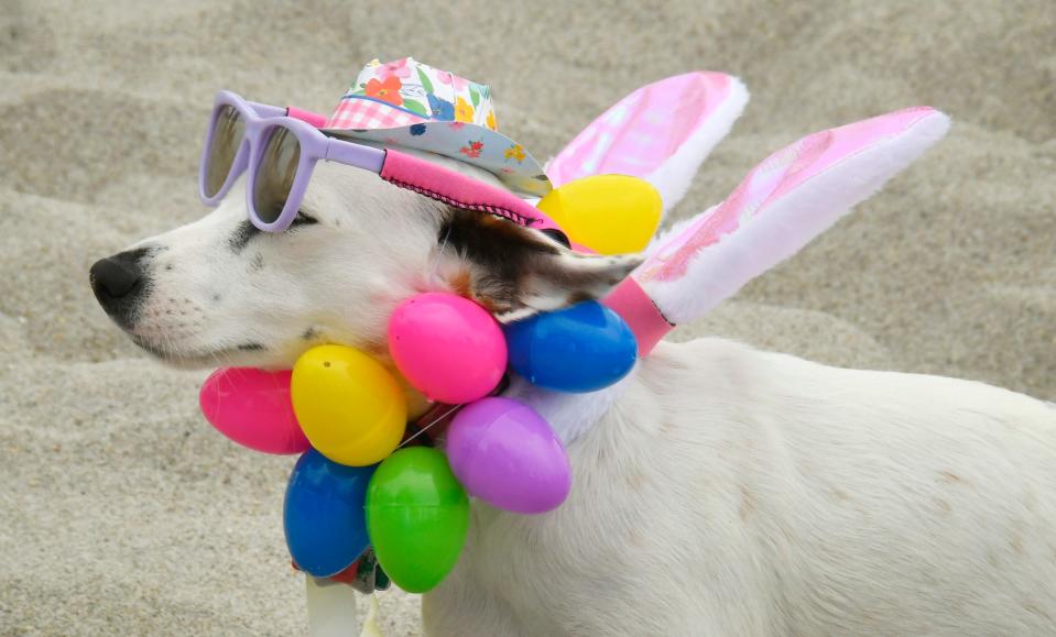 Pups can dress up in their Easter best for costume contests at the East Coast Dog Surfing Festival on Easter Sunday, March 31.