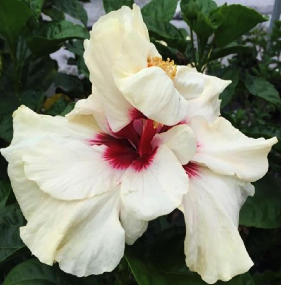 The James E. Hendry Chapter of the American Hibiscus Society will hold their 71st Hibiscus Show & Plant Sale from 1 p.m. until 3 p.m., April 6, at Covenant Presbyterian Church, 2439 McGregor Blvd, Fort Myers.