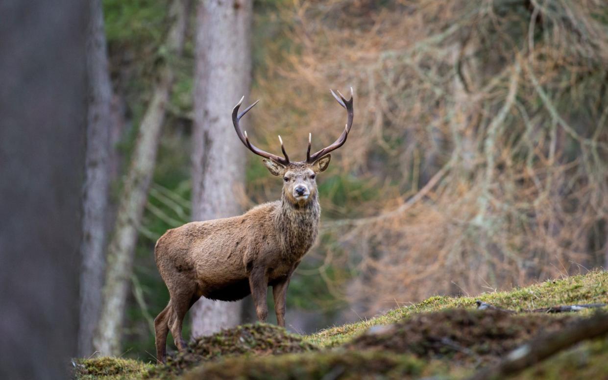 Red deer stag - Wayne Marinovich/iStockphoto