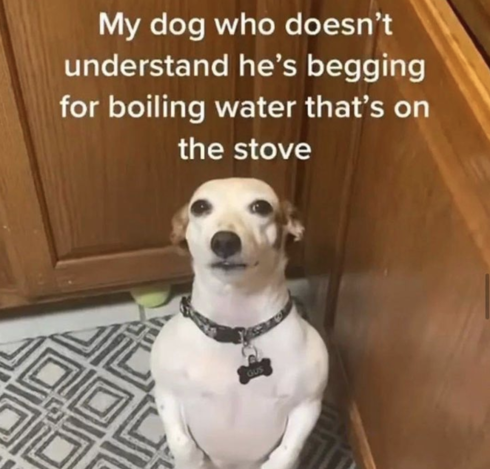 "My dog who doesn't understand he's begging for boiling water that's on the stove."