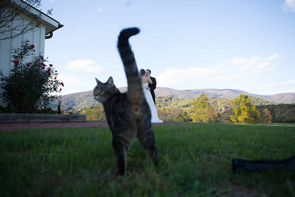 <div class="caption-credit">Photo by: k10all on Imgur</div><div class="caption-title">Cat's Out Of The Bag</div><p> When this feline wasn't invited along on the big day, he/she decided to butt in with this holier-than-thou photobomb. </p> <p> <i>Have a photobomb of your own that you'd like to share? Upload your pic to</i> <i><span>BG's Facebook page</span> or</i><i><span>submit it to us via Instagram</span> (be sure to include the hashtag #bgphotobombs) and we may add it to our list!</i> </p>