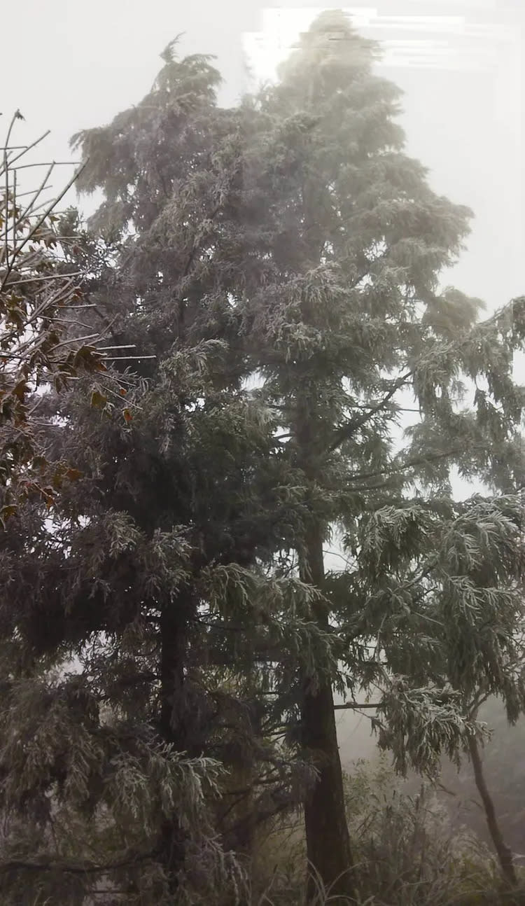 新竹縣尖石鄉宇老觀景台，今天（18日）清晨出現0度低溫，四周也下起冰霰，周邊樹梢也凝結霧淞。民眾提供