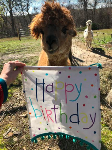 Ultres the alpaca helps a Zoom caller celebrate her birthday. (Photo: Ashley Yakaboski)