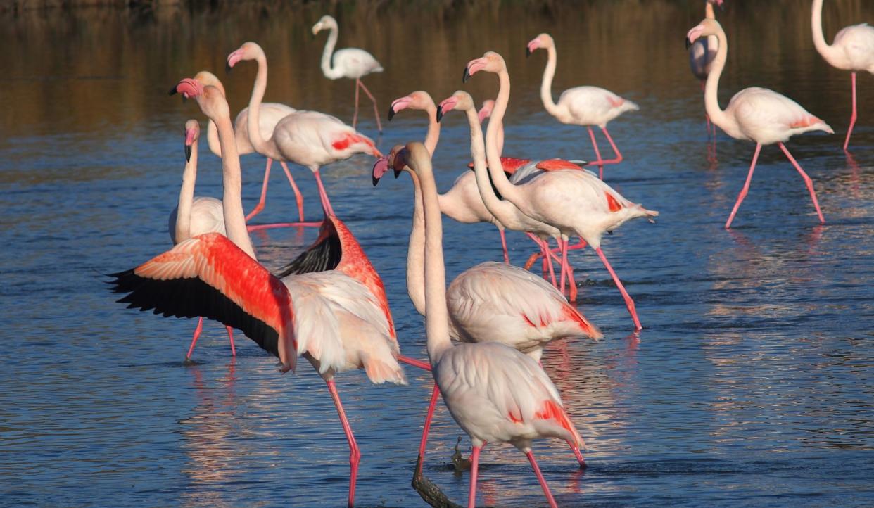 Los flamencos regresan a Florida empujados por los vientos del huracán Idalia | imagen Pxhere CC