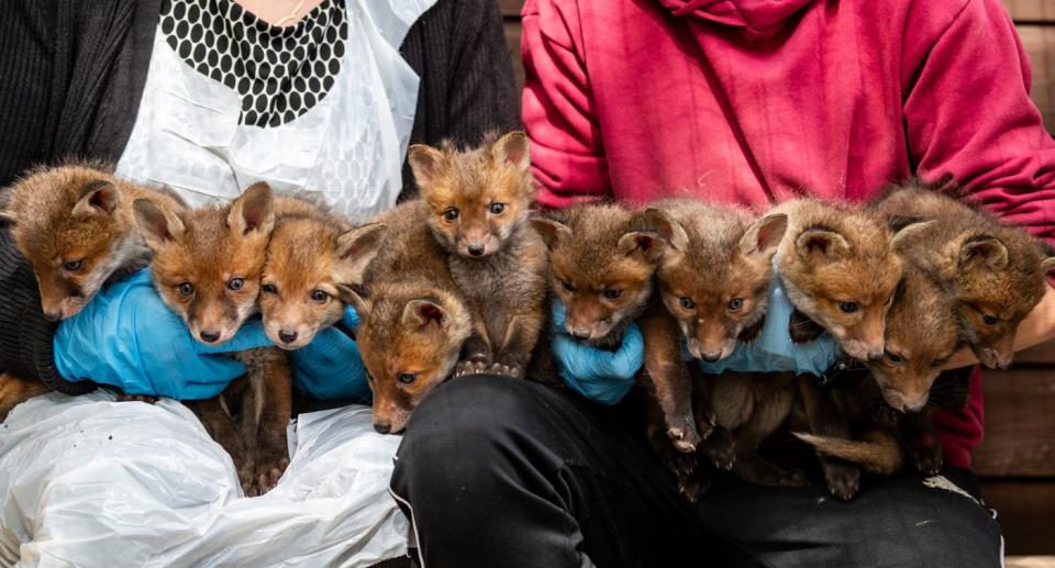 Fox cub litter rare animals. (SWNS)