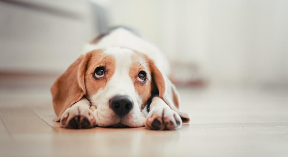 Warm your pet up this winter with a heated pet bed [Image: Getty]