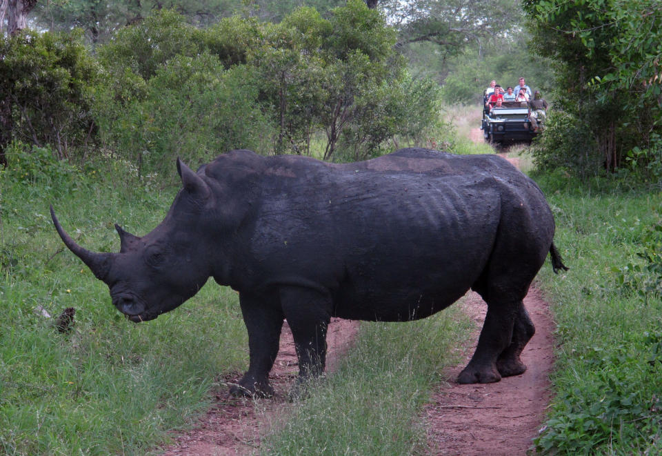 FILE - In this Tuesday, Dec. 13, 2011 file photo a rhino stands in a road as tourists approach in a truck near Kruger National Park near Hazyview, South Africa. Howard Buffett, a son of investor Warren Buffett has pledged nearly $24 million for protecting rhinos in South Africa, earmarking the money for ranger teams, sniffer dogs and other security measures in what he hopes can be a robust model for fighting what he calls the “overwhelming” problem of poaching in parts of Africa. (AP Photo/Jon Gambrell,File)