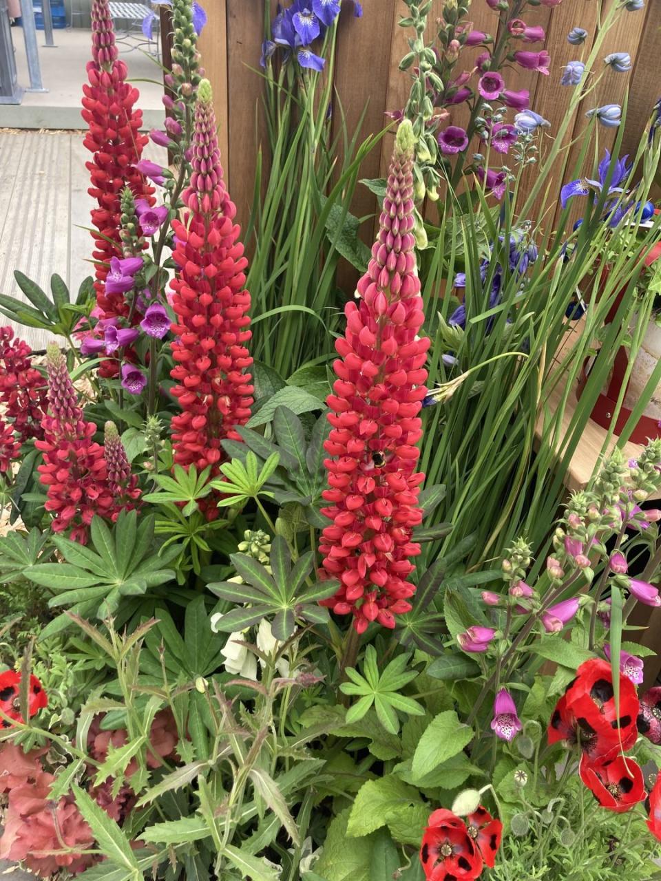 <p>A Chelsea favourite, these wonderful spires of richly coloured flowers have graced many gardens and displays this year. Once a cottage garden favourite, lupins have been tarnished with the old-fashioned brush for too long, and, being prone to aphids, they sometimes put off new growers.</p><p>Rich purple spires of Lupinus ‘Masterpiece’ graced the Perennial Garden, With Love by Richard Miers and similar shades pop up in Grow2Know’s Hands Off Mangrove garden, and in the containers on the small balcony space of the Cirrus Garden by Jason Williams, it's hard to miss ‘Towering Inferno’. </p><p>To be on trend with your lupins, don’t plant them en masse, but mix them up with similar height irises and foxgloves and a froth of softer grasses and smaller, lower growing flowers such as geums and California poppies. If they’re hot at Chelsea, it must be time for a revival of these wonderful plants.</p>