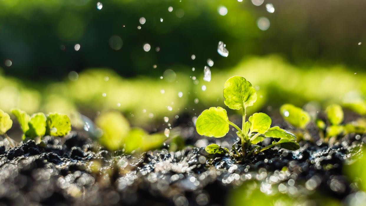  Watering plant seedlings 