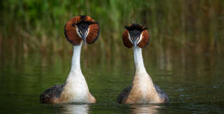 Des puteketekes sur le lac Alexandrina, en Nouvelle-Zélande.
Cet oiseau est reconnaissable à “son long cou fin, son fin bec noir et une tête surmontée de plumes très particulières : une double crête noire et une sorte de crinière châtain et noire flamboyante”, explique le site “NZ Birds Online”.. PHOTO Leanne Buchan via REUTERS