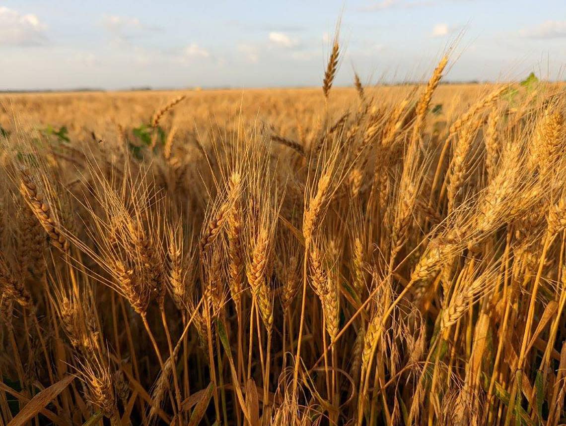 Wednesday, June 15-A wheat field near-ready for harvest along the Biking across Kansas route east of Hillsboro, Kansas.