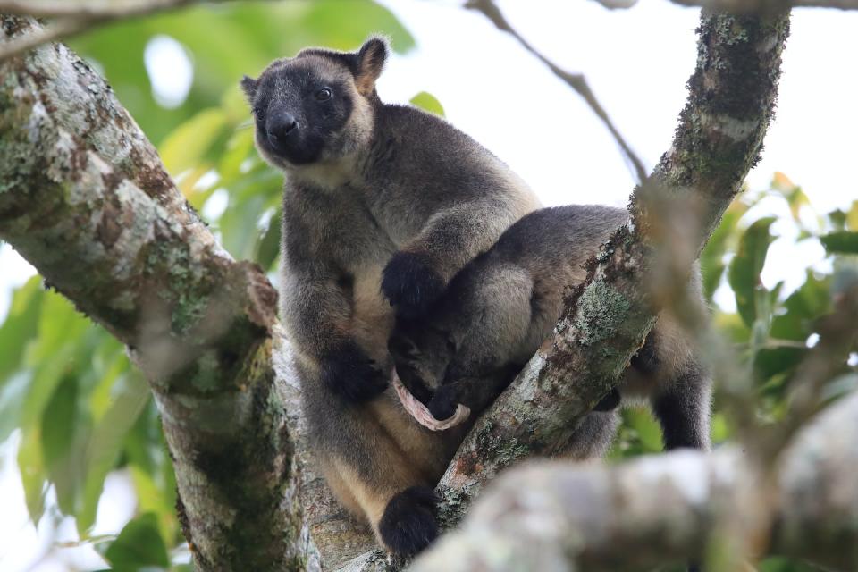 Who knew kangaroos could climb and bounce through trees? Shutterstock