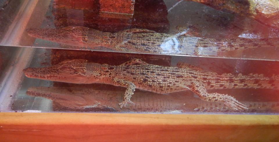 The crocodile in a water tank. It is now at the Queensland Parks and Wildlife Service facility at Moggill.