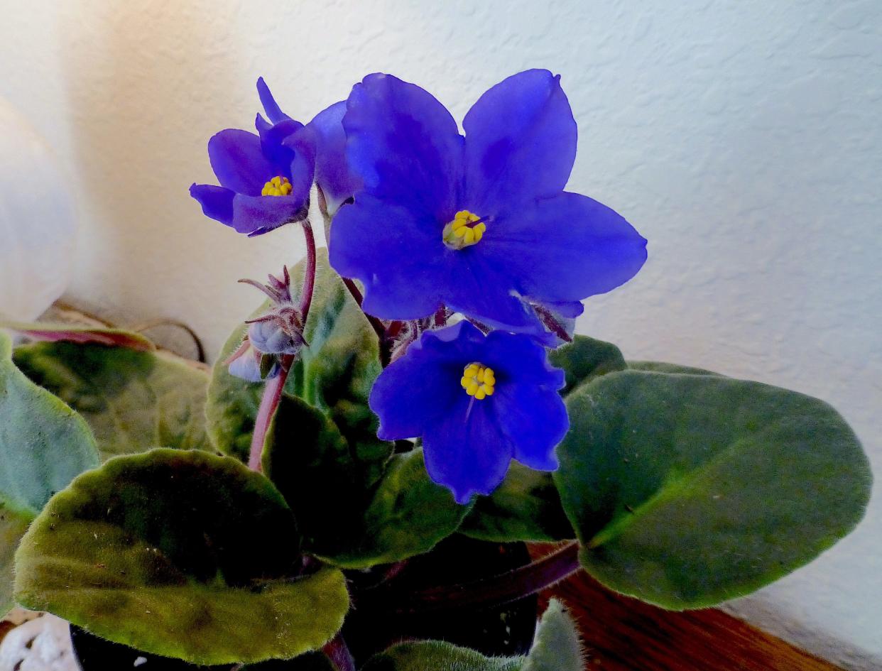 African violets symbolize devotion, faithfulness, and loyalty, making a perfect flowering plant for a Valentine. The center cluster of sweet blue blossoms with stark yellow anthers burst out of the fuzzy green ovate leaves for a charming floral display.