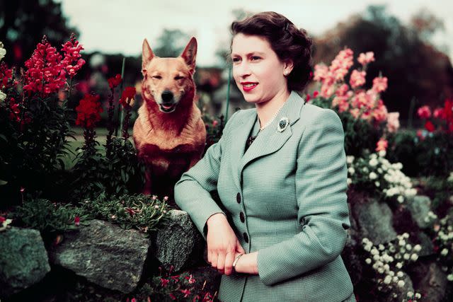UPI/Getty Queen Elizabeth at Balmoral Castle with one of her corgis in 1952.
