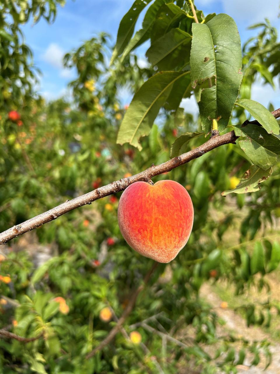 A trip to Deer Park Peaches in Osceola capped a week bursting with close-to-home adventures for Suzy Leonard, her husband and two friends.