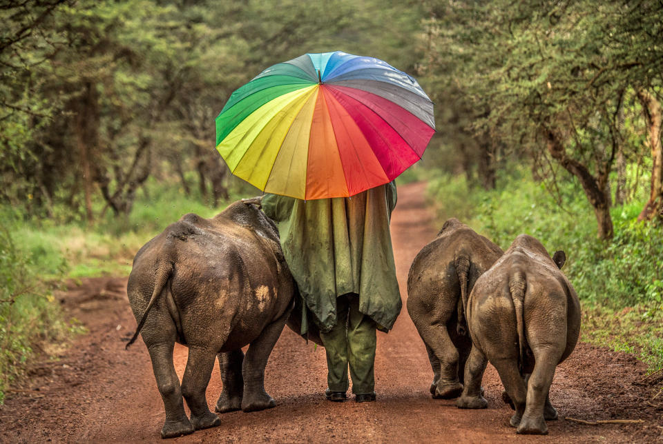 elephants with a person holding a bright umbrella between them