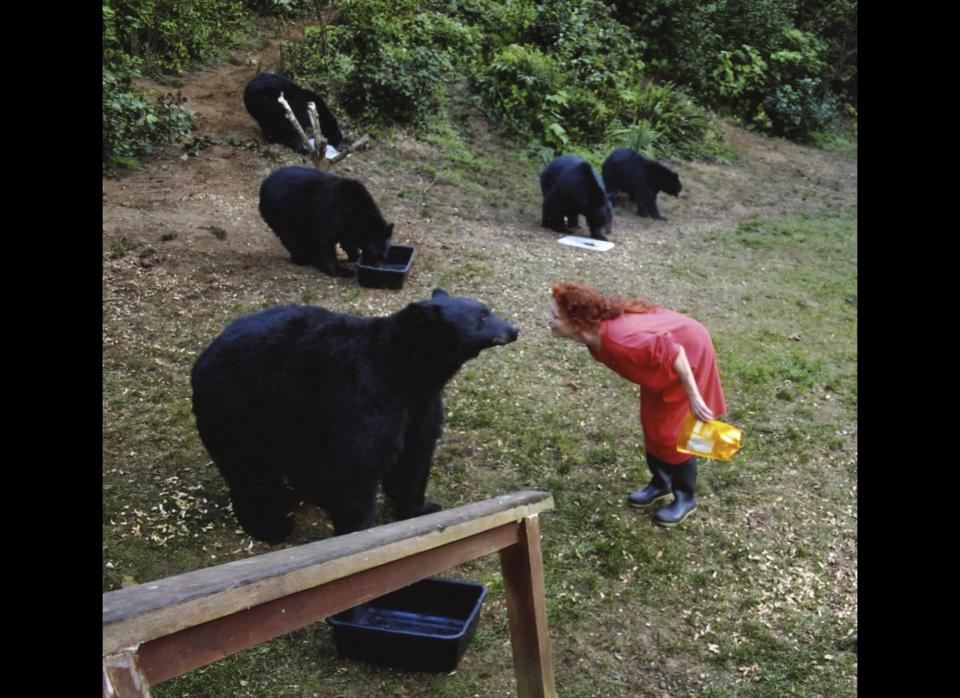 In this undated file photo taken in Yachats, Ore., Karen Noyes feeds black bears outside her home. Noyes, who has lost a legal fight to feed black bears from her home on the Oregon coast, says she isn't returning to Oregon.