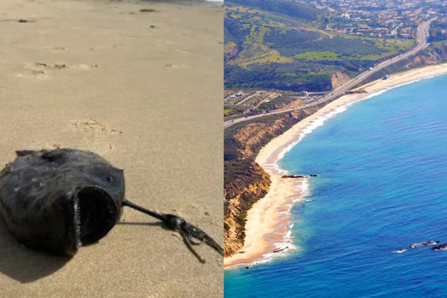 Extraño pez de aguas profundas aparece en playa de California