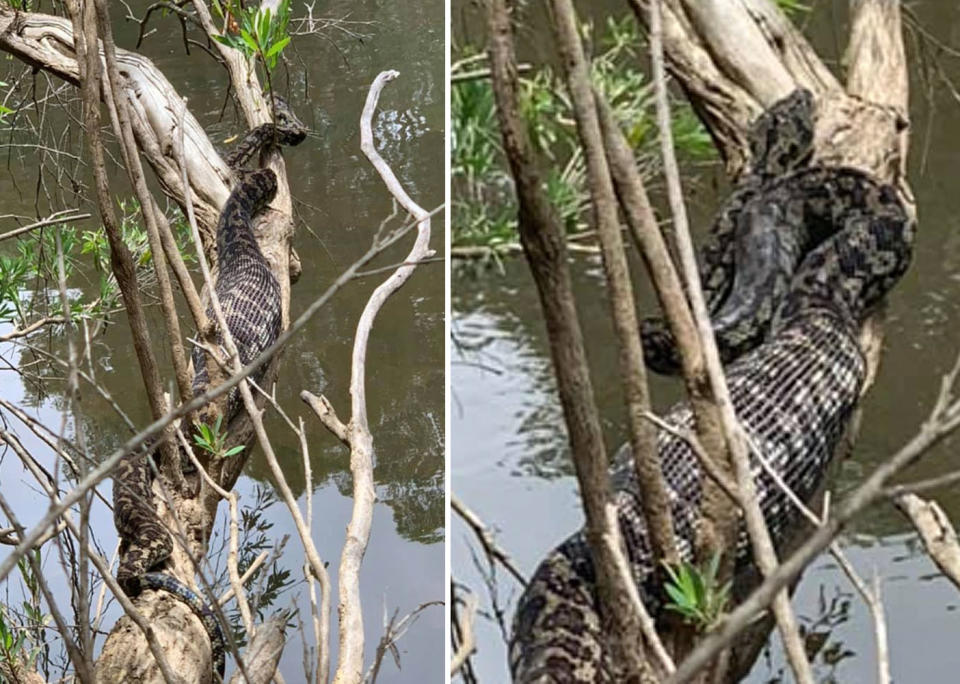 The snake found a quiet spot to digest its huge meal. Source: Facebook/ Mitch Grady