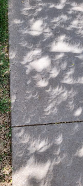 Eclipse tree shadows seen in Maize (Courtesy: Tish Lutgen)