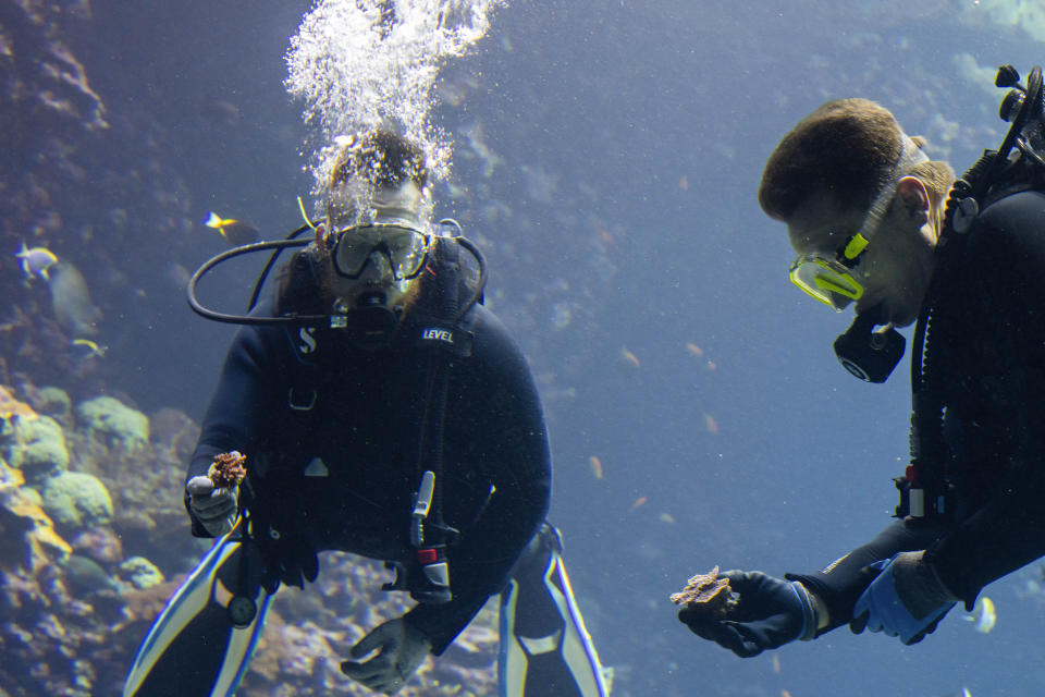 Divers with gloved hands gently nestled the first self-bred corals from the World Coral Conservatory project amongst their cousins in Europe's largest coral reef at the Burgers' Zoo in Arnhem, eastern Netherlands, Monday, April 22, 2024. (AP Photo/Peter Dejong)