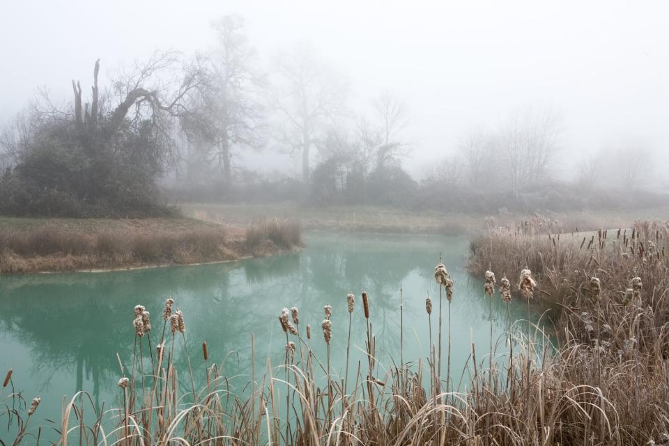 Foggy Swamp