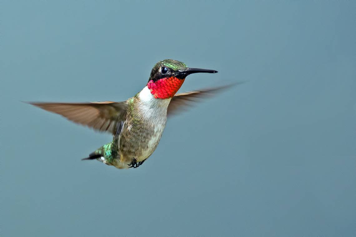 A male Ruby-throated hummingbird.