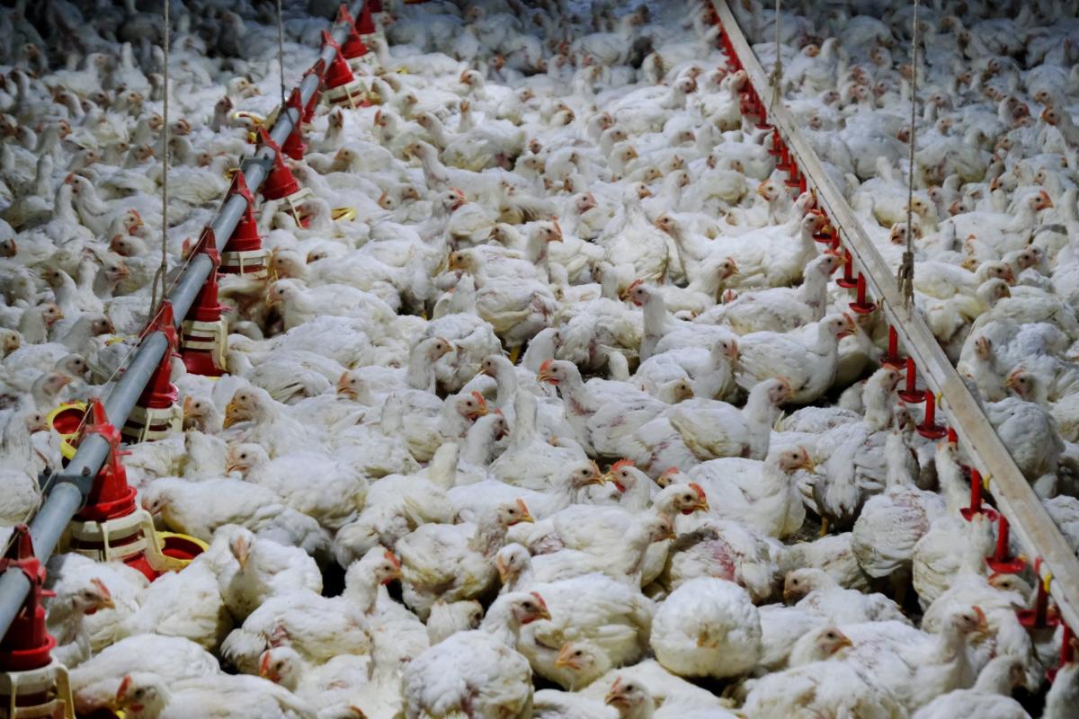 Texas Avian Flu Outbreak Spreads From Cows To Humans And Chickens But