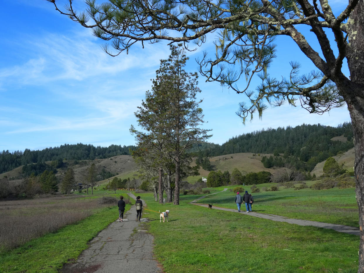 Visitantes pasean a sus perros en San Geronimo Commons, un antiguo campo de golf que se está recuperando y que ahora es un espacio público para pasear y hacer senderismo, en San Gerónimo, California, el 17 de enero de 2024. (Jim Wilson/The New York Times)
