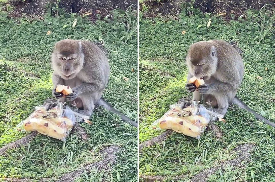 Screenshots of a monkey eating bread stolen from a nearby bakery in Kovan (Images: Yahoo SEA reader)