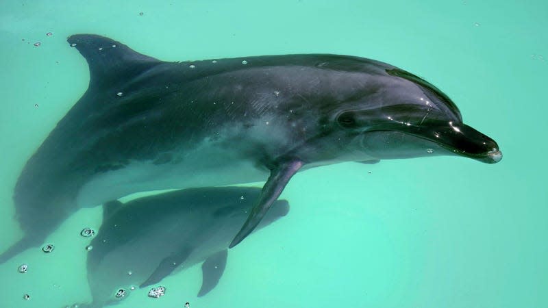 Bottlenose dolphin baby Nana (bottom), born in April, swims alongside its mother Yuki at New Yashima Aquarium in Takamatsu, Kagawa Prefecture, western Japan, on June 13, 2023.