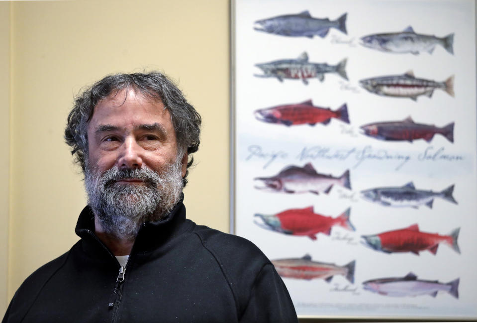 Salmon researcher Greg Ruggerone, one of a group of scientists who noticed a startling trend about the deaths of endangered southern resident orca whales, stands with a chart showing various salmon species his office Friday, Jan. 18, 2019, in Seattle. For years, scientists have identified dams, pollution and vessel noise as causes of the troubling decline of the Pacific Northwest's resident killer whales. Now, they may have found a new and more surprising culprit: pink salmon. The researchers were perusing data on the website of the Center for Whale Research, when they noticed that for the past two decades, significantly more of the whales have died in even-numbered years than in odd years, corresponding to a pattern related to pink salmon, which return to the waters between Washington state and Canada in enormous numbers every other year. (AP Photo/Elaine Thompson)