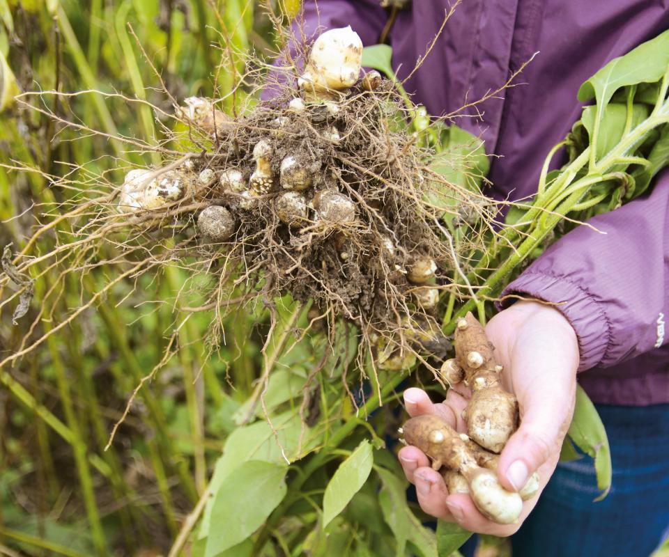 Jerusalem artichokes harvested from the soil