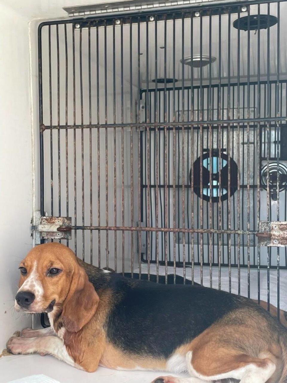 This beagle is one of the 15 the Lexington Humane Society will care for after she was rescued from a breeding facility in Virginia.