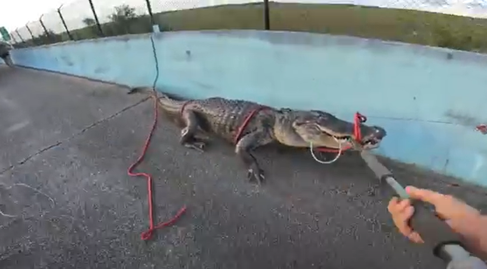 Trappers with Pesky Critters Wildlife Control in Florida wrangled a 10-foot-long alligator on Monday on the state's U.S. 1 near the Florida Keys.