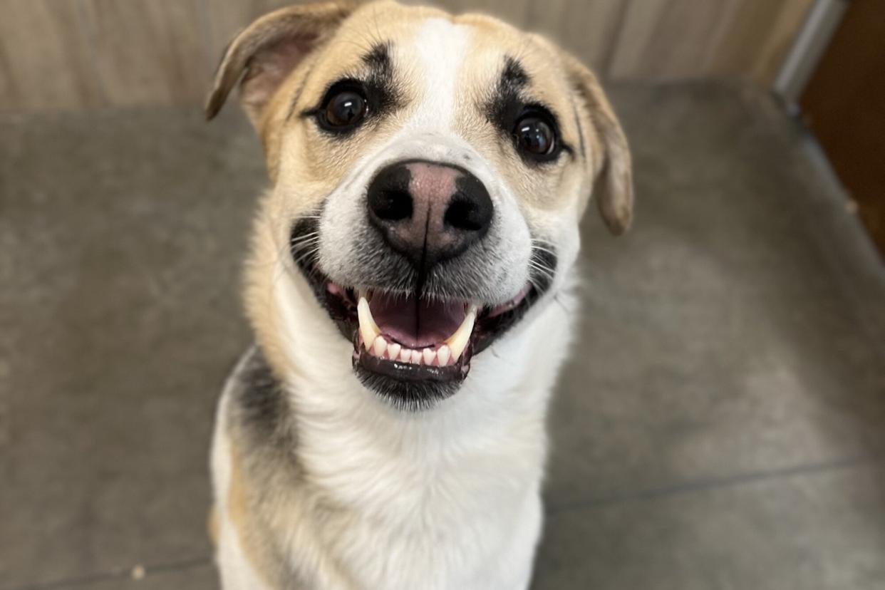 white and tan dogs grins with open mouth at the camera